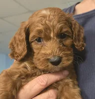 Sunny, a male Cockapoo for sale in Grand Rapids, MI – 1 of 4