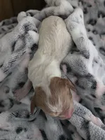 Mist, a male Cockapoo for sale in Grand Rapids, MI – 3 of 3