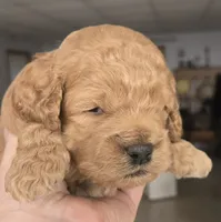 ChocoCat, a male Cockapoo for sale in Grand Rapids, MI – 1 of 2