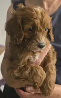 Star, a female Cockapoo for sale in Grand Rapids, MI – 2 of 4