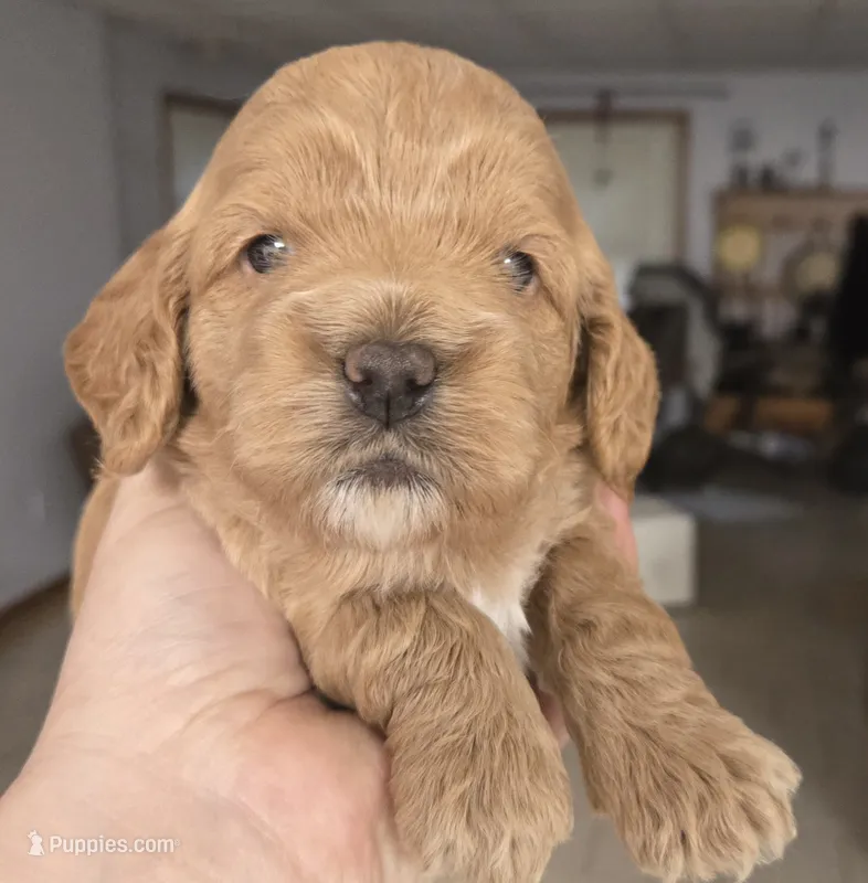 My Melody – Cockapoo puppy for sale in Grand Rapids, MI