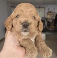 My Melody, a female Cockapoo for sale in Grand Rapids, MI – 1 of 2