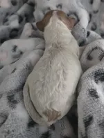 Mist, a male Cockapoo for sale in Grand Rapids, MI – 2 of 3