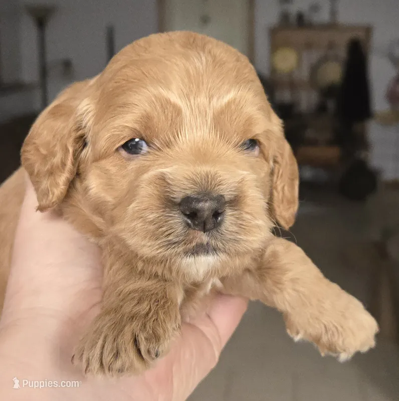 Pompompurin – Cockapoo puppy for sale in Grand Rapids, MI