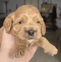 Pompompurin, a male Cockapoo for sale in Grand Rapids, MI – 1 of 2