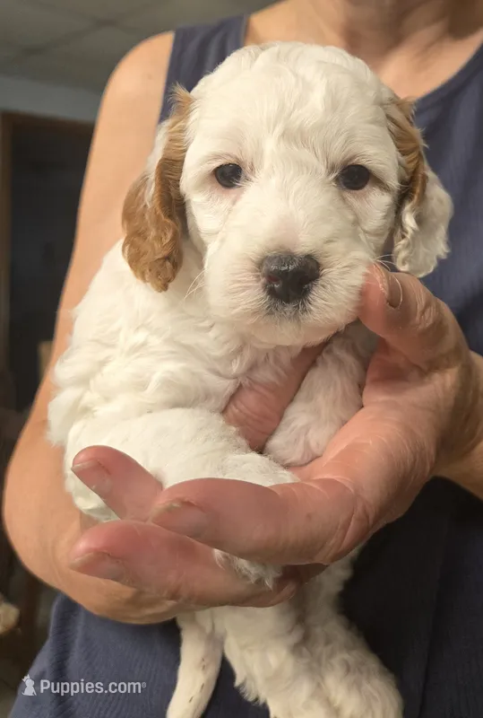 Glaceon – Cavapoo puppy for sale in Grand Rapids, MI