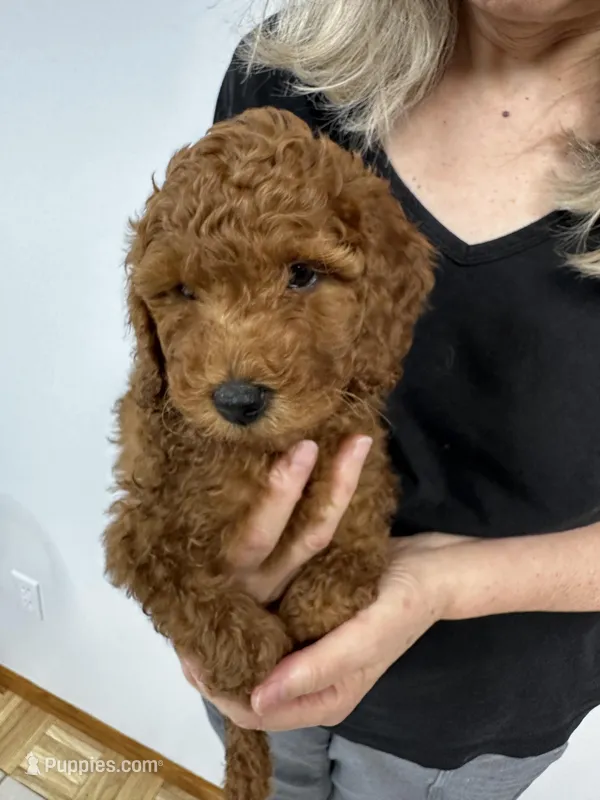 Caliste – Miniature Goldendoodle puppy for sale in Grand Rapids, MI