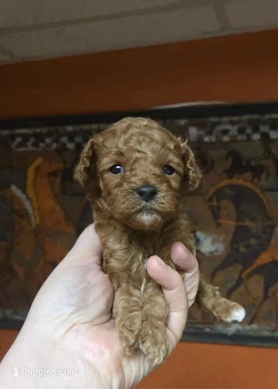 Nova – Cockapoo puppy for sale in Grand Rapids, MI