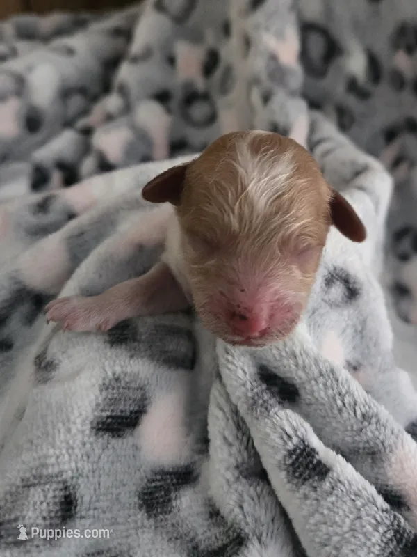 Mist – Cockapoo puppy for sale in Grand Rapids, MI