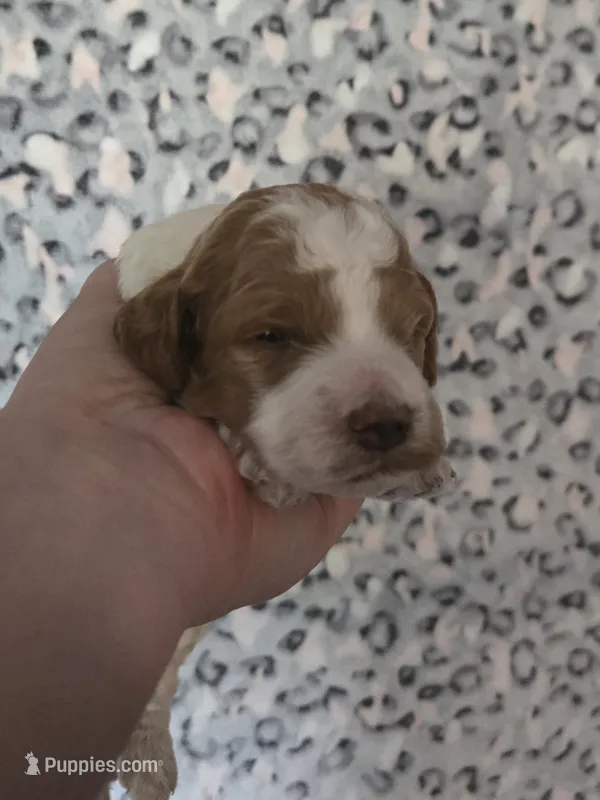 Jolteon – Cavapoo puppy for sale in Grand Rapids, MI