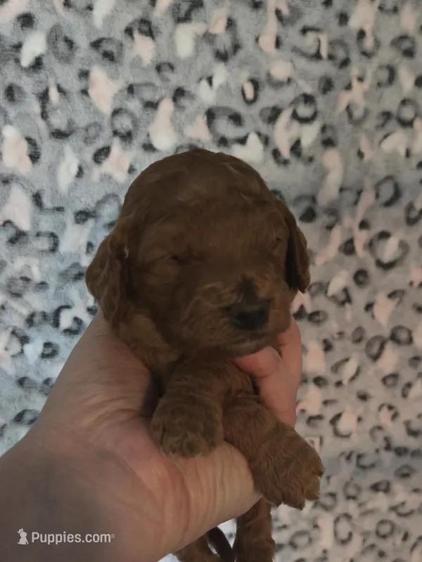 Flareon – Cavapoo puppy for sale in Grand Rapids, MI