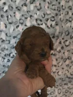 Flareon, a male Cavapoo for sale in Grand Rapids, MI – 1 of 3