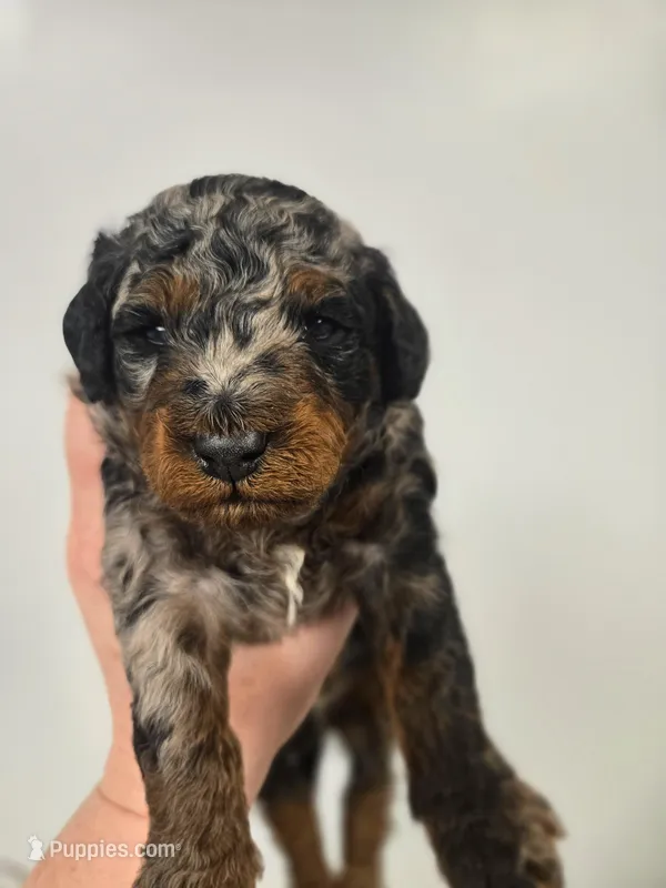 Buzz – Miniature Aussiedoodle puppy for sale in Grand Rapids, MI