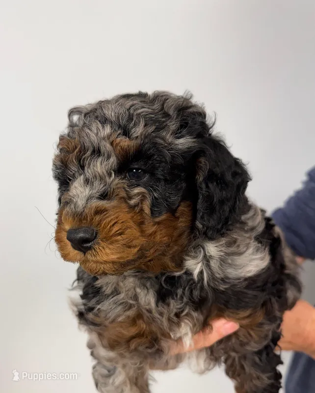 Buzz – Miniature Aussiedoodle puppy for sale in Grand Rapids, MI