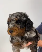 Buzz, a male Miniature Aussiedoodle for sale in Grand Rapids, MI – Photo 1 of 10
