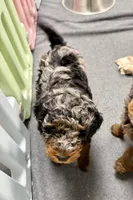 Buzz, a male Miniature Aussiedoodle for sale in Grand Rapids, MI – Photo 10 of 10