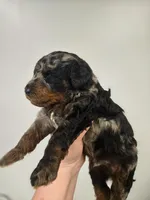 Buzz, a male Miniature Aussiedoodle for sale in Grand Rapids, MI – Photo 7 of 7