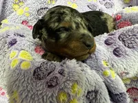 Buzz, a male Miniature Aussiedoodle for sale in Grand Rapids, MI – Photo 2 of 7