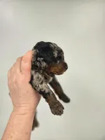 Buzz, a male Miniature Aussiedoodle for sale in Grand Rapids, MI – Photo 5 of 7