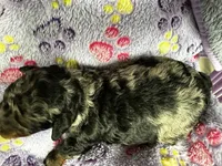 Buzz, a male Miniature Aussiedoodle for sale in Grand Rapids, MI – Photo 4 of 7