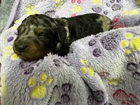 Buzz, a male Miniature Aussiedoodle for sale in Grand Rapids, MI – Photo 3 of 7