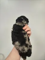 Buzz, a male Miniature Aussiedoodle for sale in Grand Rapids, MI – Photo 6 of 7