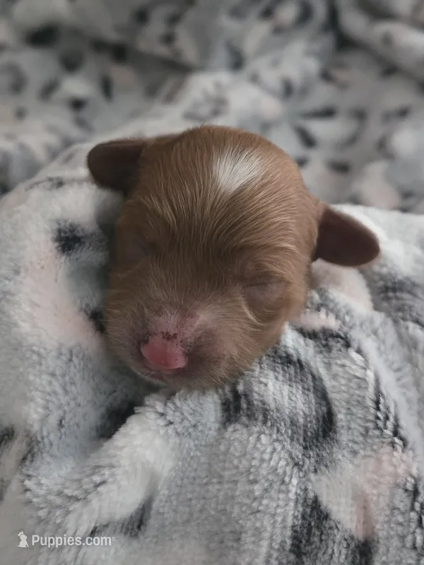 Star – Cockapoo puppy for sale in Grand Rapids, MI