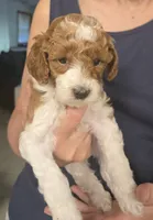 Leafeon, a male Cavapoo for sale in Grand Rapids, MI – 1 of 4