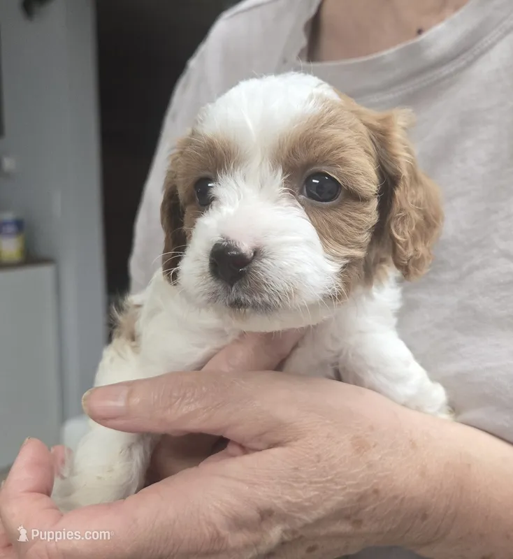 Rumi – Cavapoo puppy for sale in Grand Rapids, MI