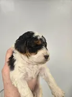 Jessie, a female Miniature Aussiedoodle for sale in Grand Rapids, MI – Photo 3 of 7