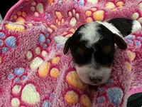 Jessie, a female Miniature Aussiedoodle for sale in Grand Rapids, MI – Photo 6 of 7