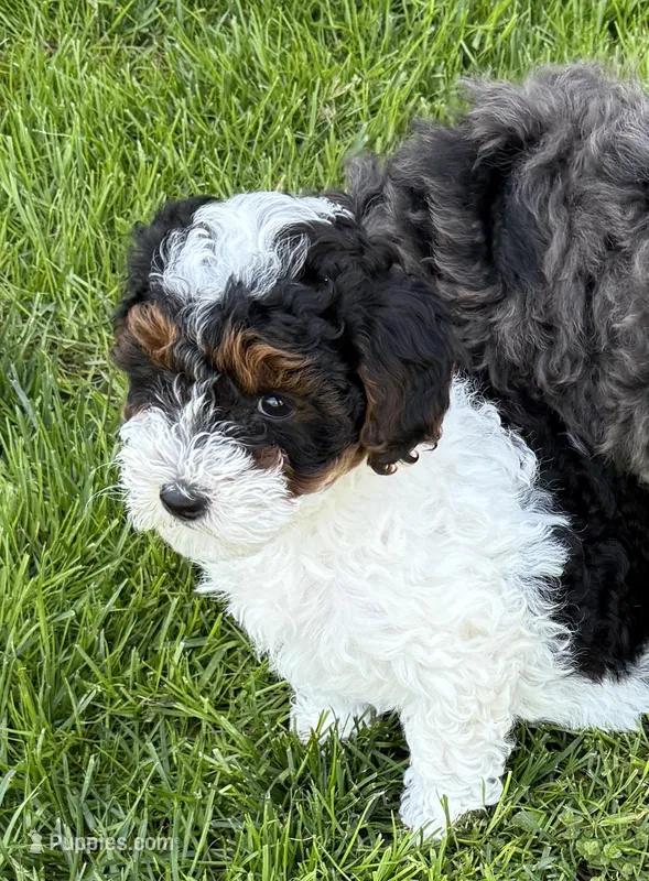 Jessie – Miniature Aussiedoodle puppy for sale in Grand Rapids, MI