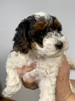 Jessie, a female Miniature Aussiedoodle for sale in Grand Rapids, MI – Photo 8 of 9