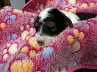 Jessie, a female Miniature Aussiedoodle for sale in Grand Rapids, MI – Photo 7 of 7