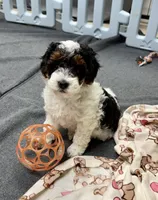Jessie, a female Miniature Aussiedoodle for sale in Grand Rapids, MI – Photo 1 of 9