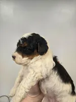 Jessie, a female Miniature Aussiedoodle for sale in Grand Rapids, MI – Photo 2 of 7