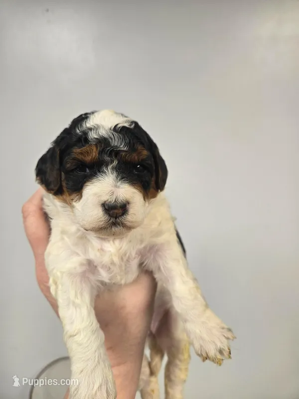 Jessie – Miniature Aussiedoodle puppy for sale in Grand Rapids, MI