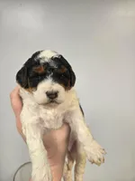 Jessie, a female Miniature Aussiedoodle for sale in Grand Rapids, MI – Photo 1 of 7