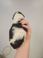 Jessie, a female Miniature Aussiedoodle for sale in Grand Rapids, MI – Photo 4 of 7