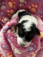 Jessie, a female Miniature Aussiedoodle for sale in Grand Rapids, MI – Photo 5 of 7