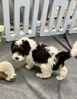 Jessie, a female Miniature Aussiedoodle for sale in Grand Rapids, MI – Photo 9 of 9