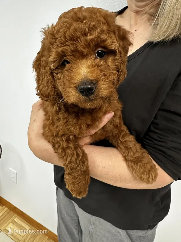 Marie – Miniature Goldendoodle puppy for sale in Grand Rapids, MI