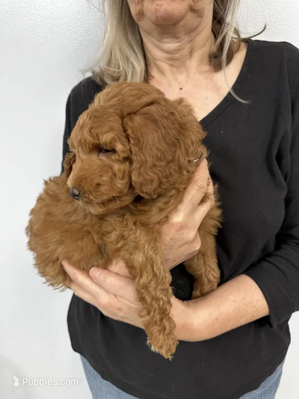 Bridget – Miniature Goldendoodle puppy for sale in Grand Rapids, MI