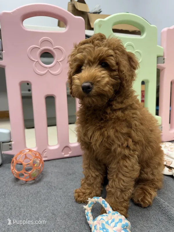 Bridget – Miniature Goldendoodle puppy for sale in Grand Rapids, MI