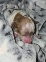 Espeon, a male Cavapoo for sale in Grand Rapids, MI – 3 of 3