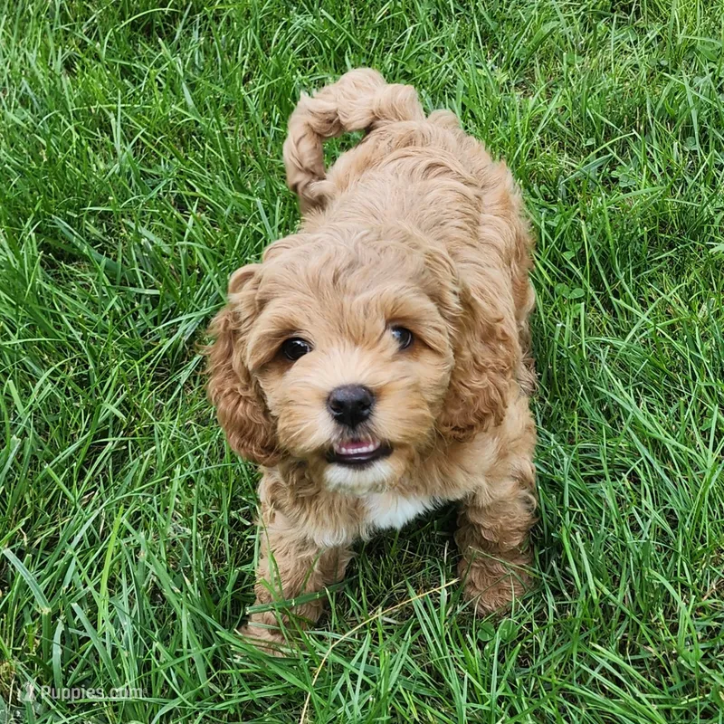 My Melody – Cockapoo puppy for sale in Grand Rapids, MI
