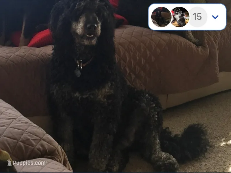 Jasmine, a female Bernedoodle for sale in Grand Rapids, MI – 1 of 2