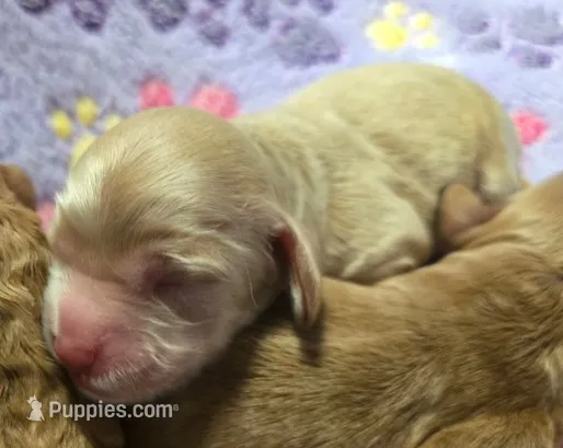 CinnamoRoll – Cockapoo puppy for sale in Grand Rapids, MI