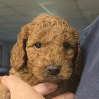 Flareon, a male Cavapoo for sale in Grand Rapids, MI – 1 of 4