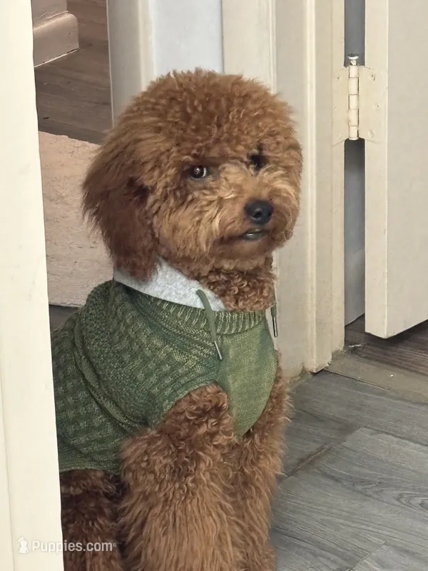 Fluffy  – Miniature Goldendoodle puppy for sale in Fort Lauderdale, FL